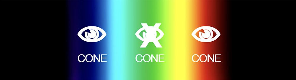 Wavelength + cones diagram
